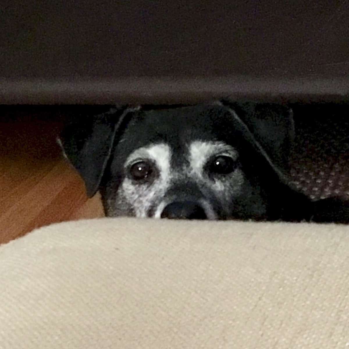 Black dog looking over the couch.