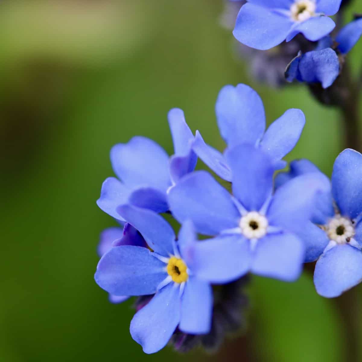 Blue forget me not flowers.