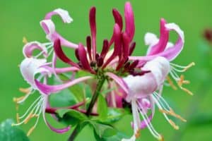 Lonicera (honeysuckle) Peaches and Cream are healing flowers for me.