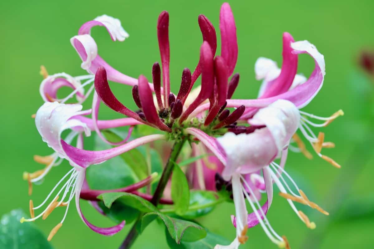 Lonicera (honeysuckle) Peaches and Cream are healing flowers for me.