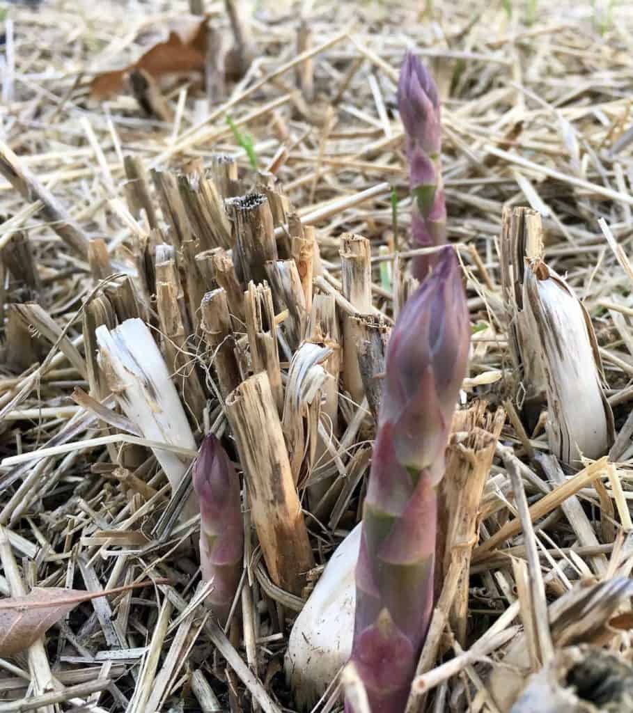 Growing asparagus.