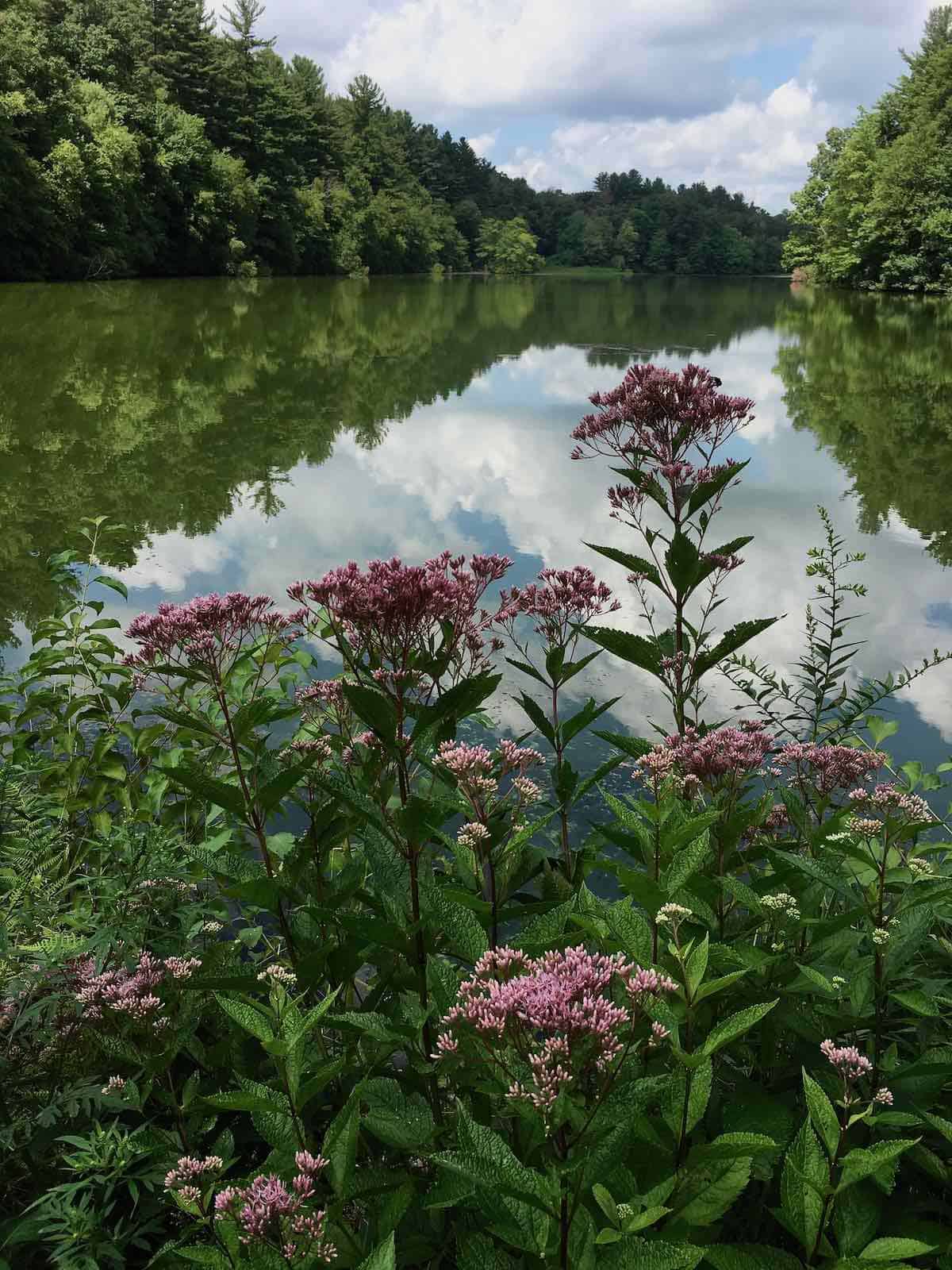 Flora at the lake.