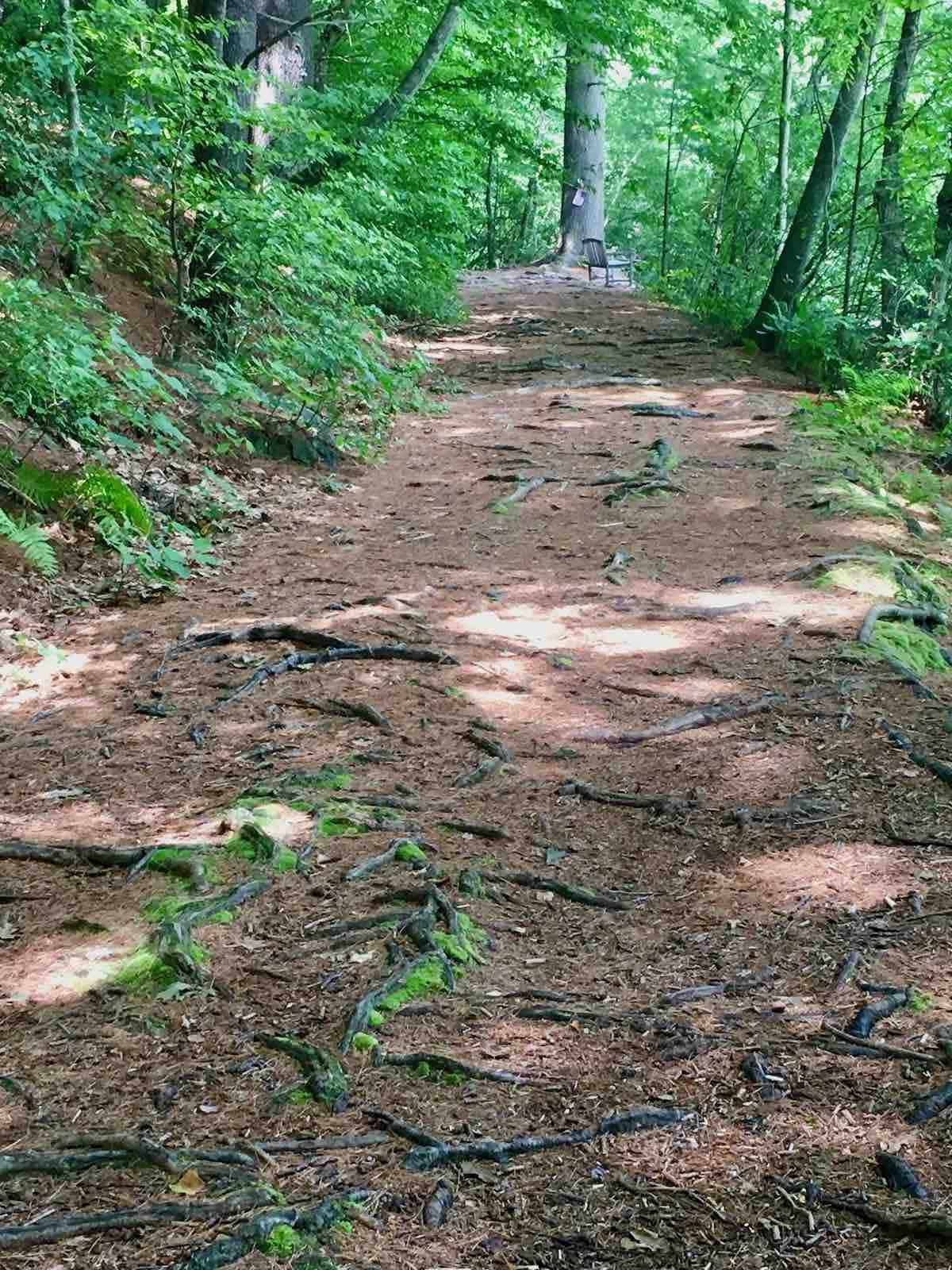 The path to view from Will's bench.