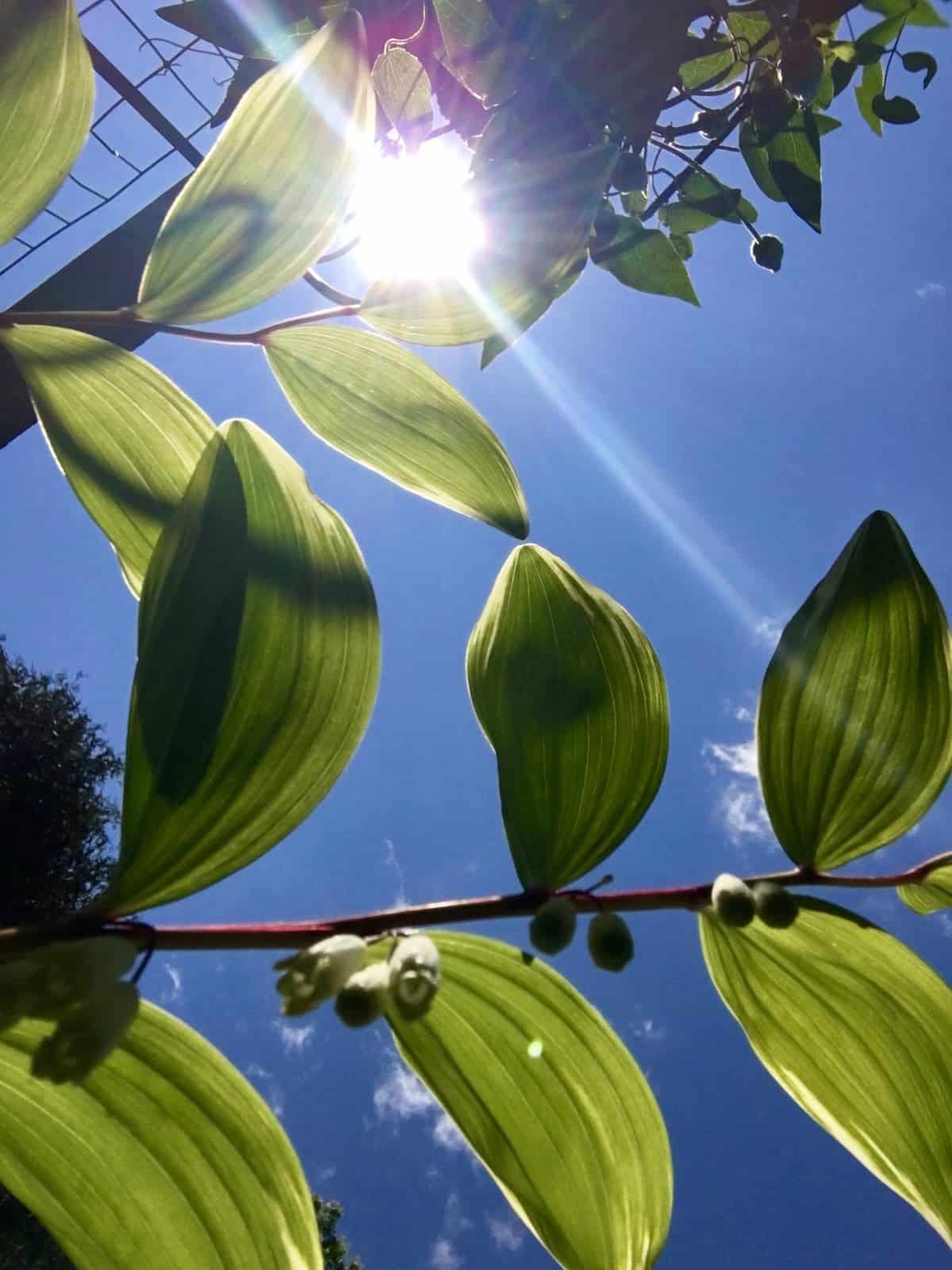 Sunbeams, blue sky and green leaves.