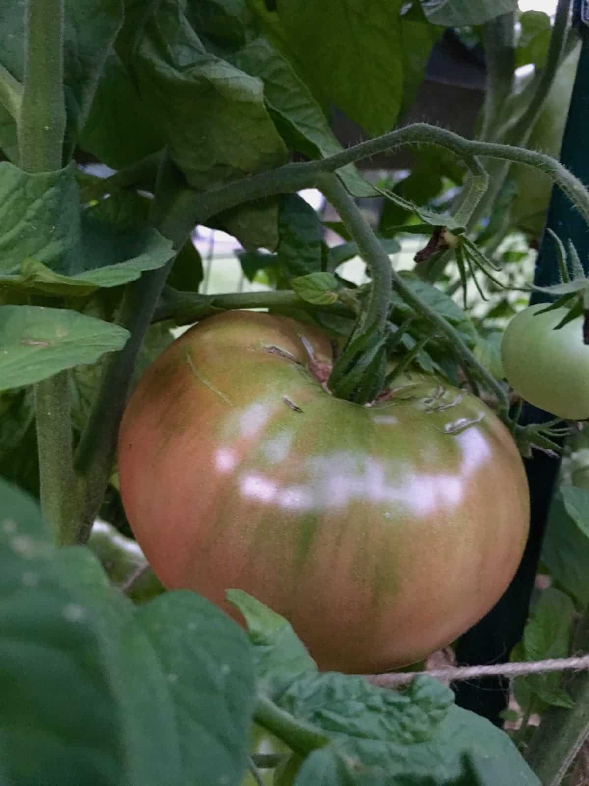 Tomato on the vine.