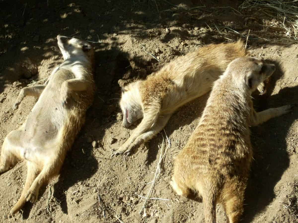 3 sleeping meerkats.