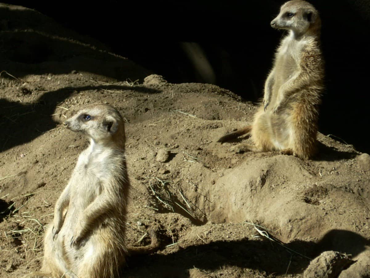 2 meerkats.