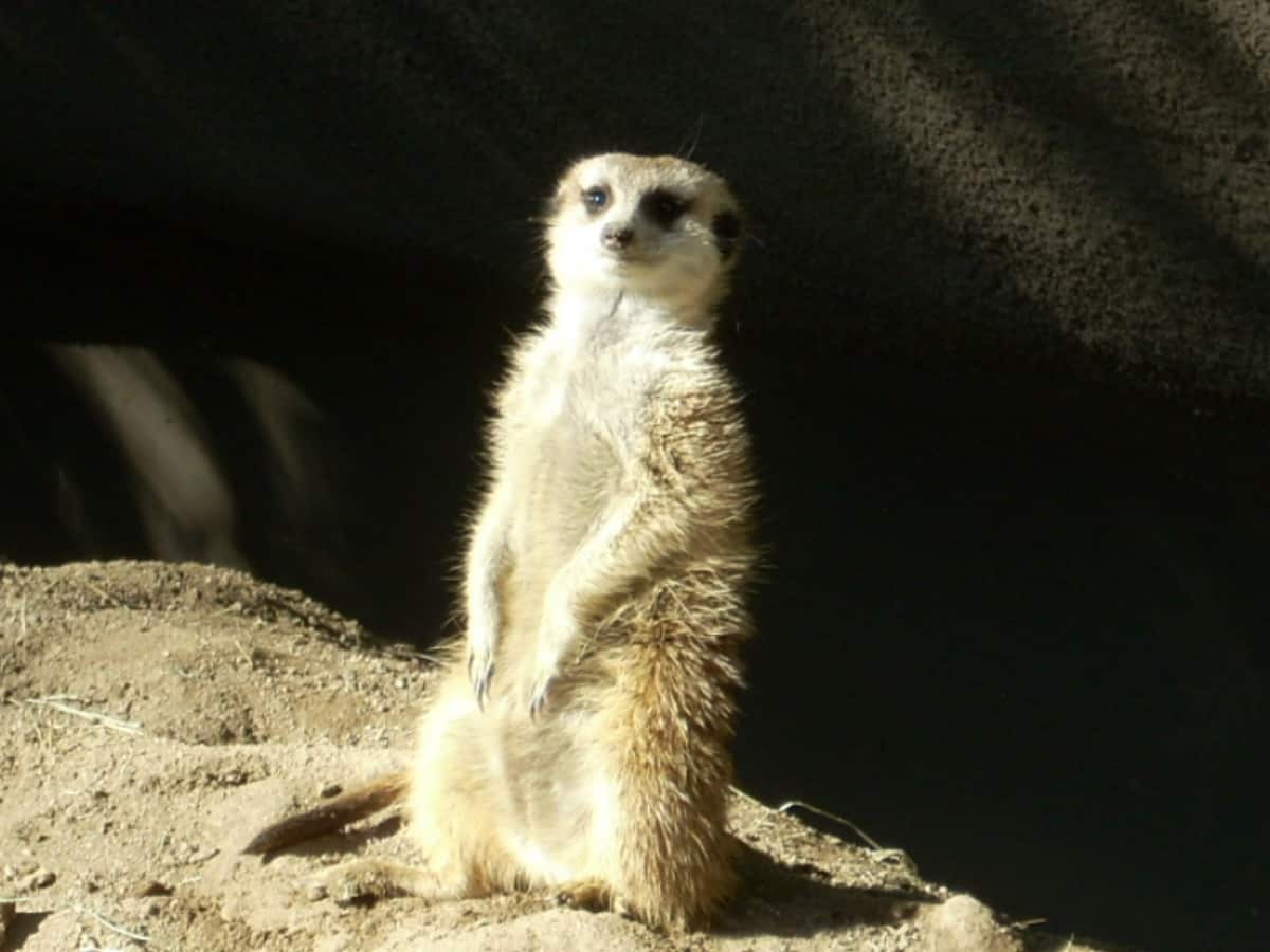 Meerkats.