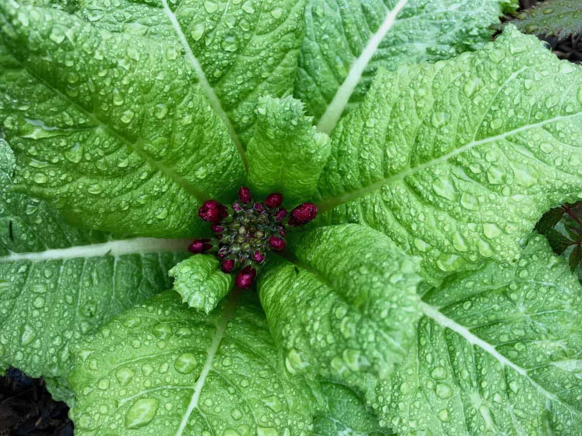 Primrose.
