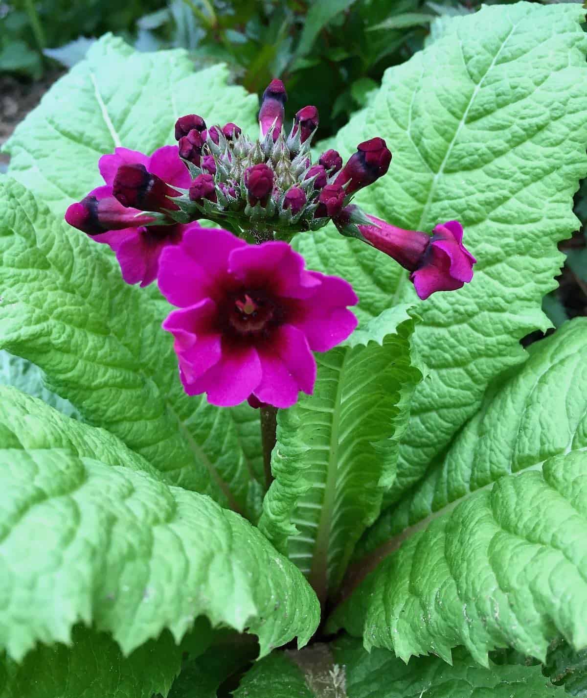 Blossoming primrose.