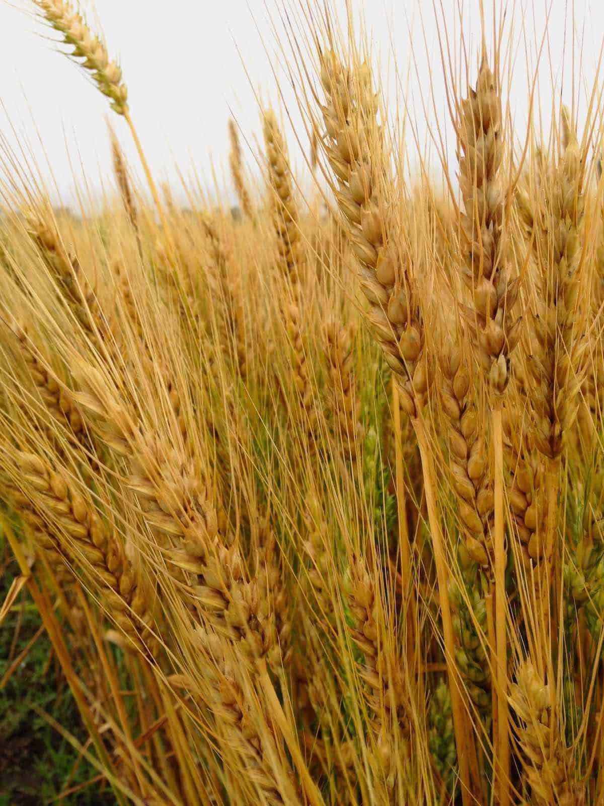 From Field to Fork a healthy wheat field.