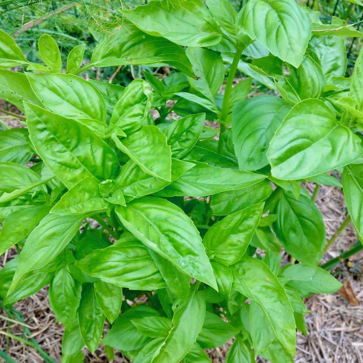 Fresh basil in my garden.