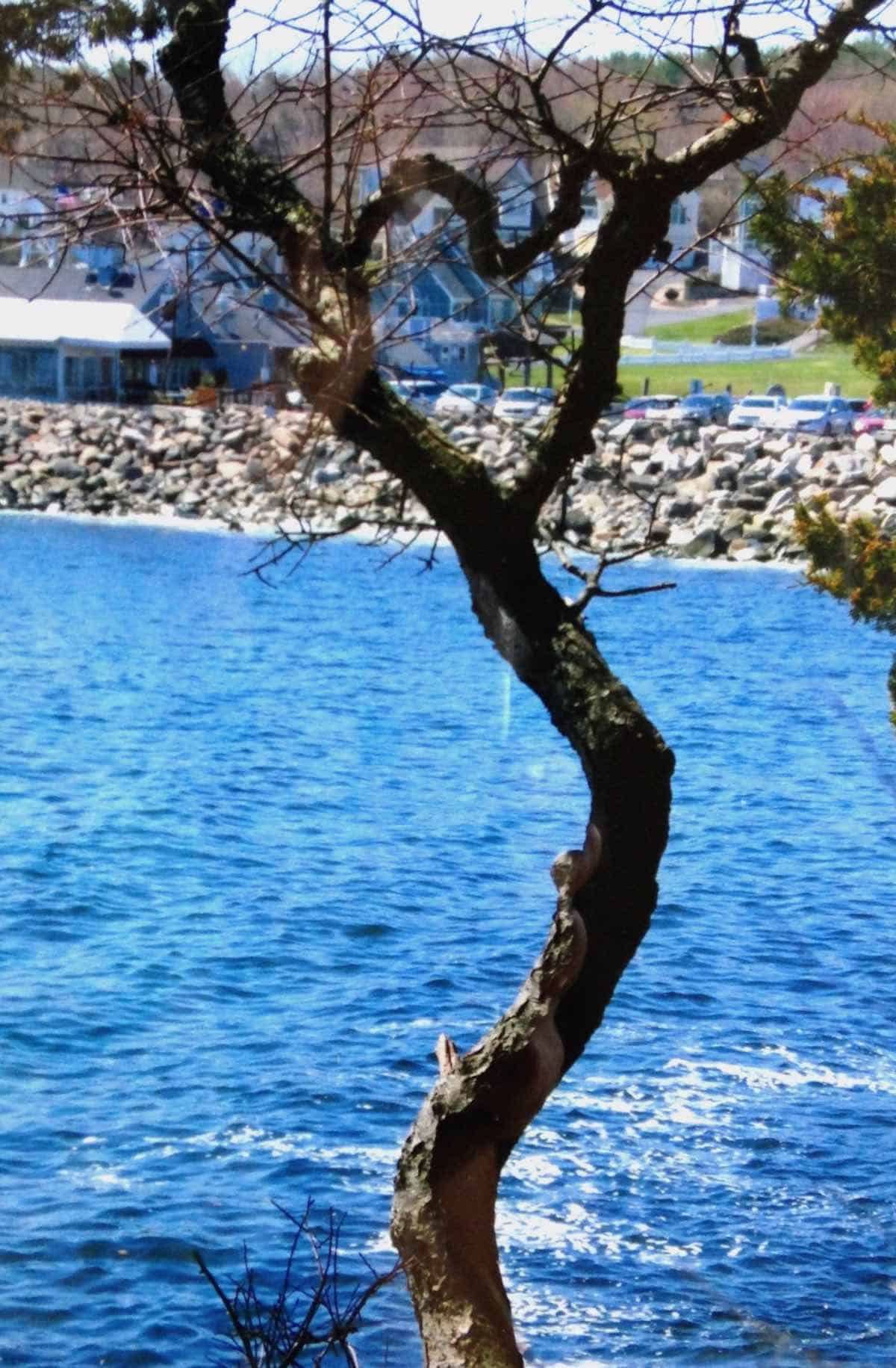 Tree branches form a heart.