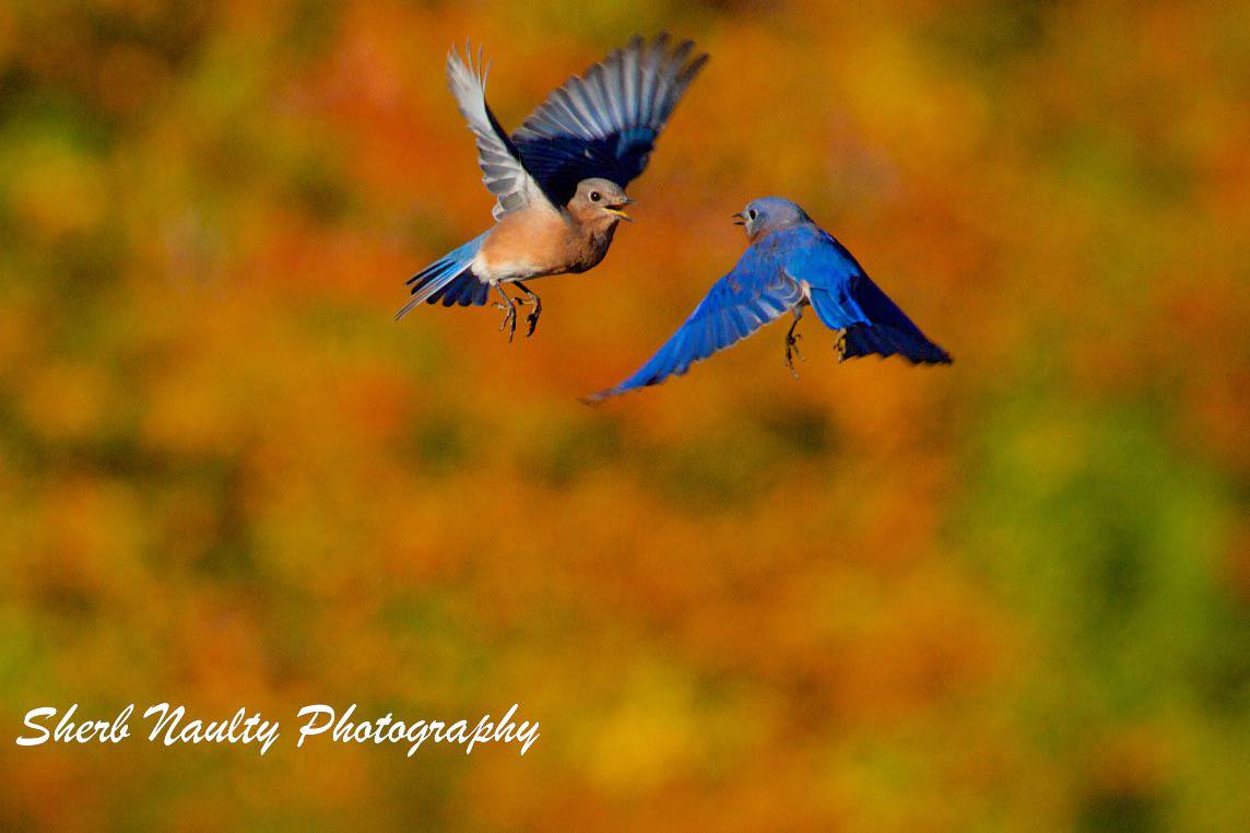 Blue birds in flight.