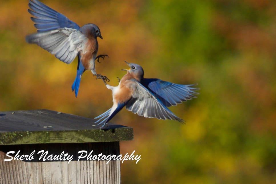 Blue birds in flight.