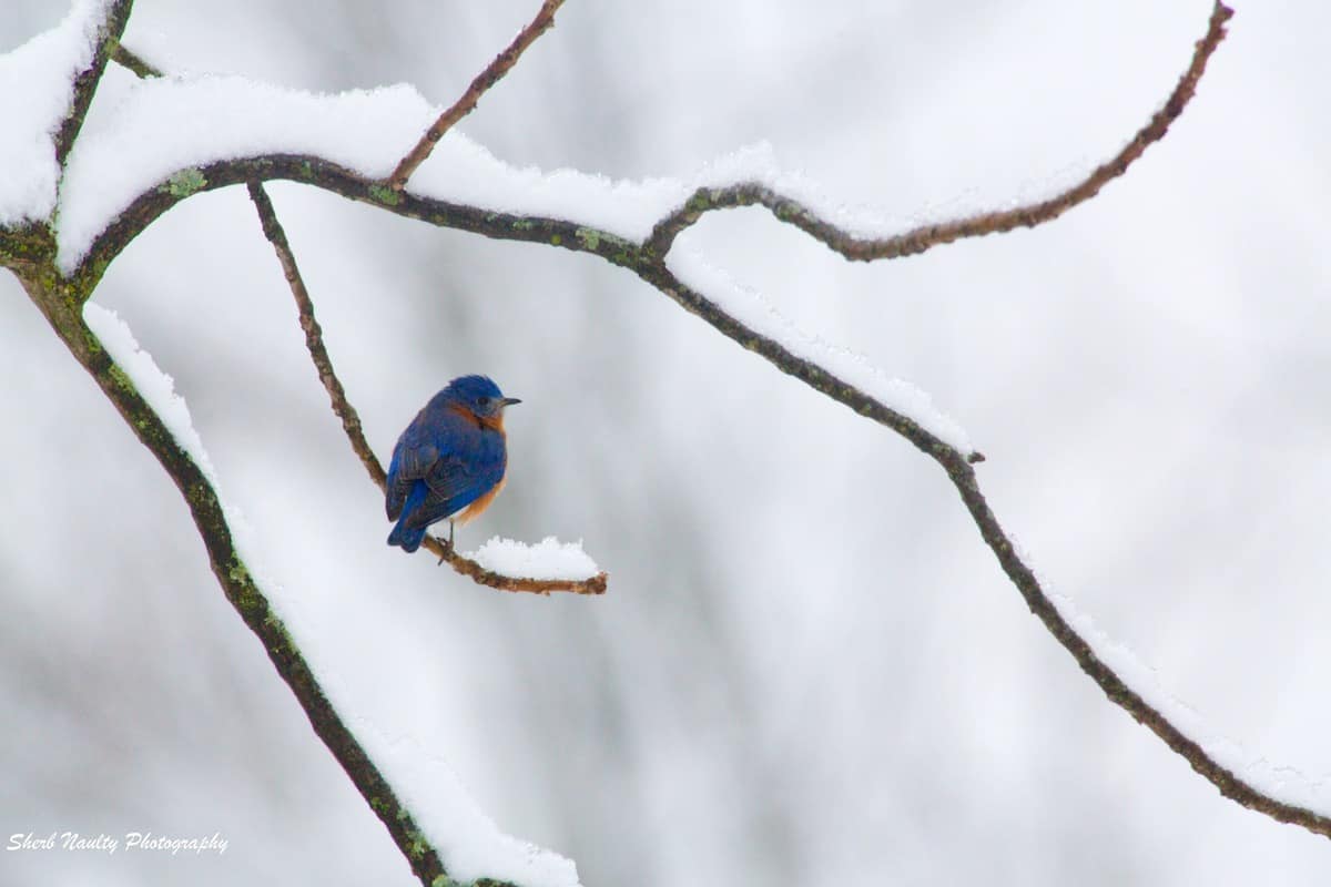 Blue birds on branch.