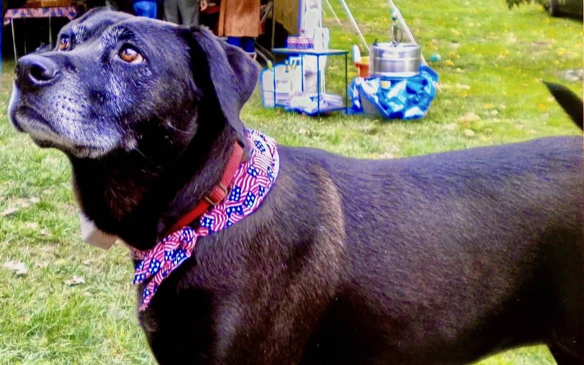 Never a good time to say good-bye to our dog wearing a patriotic bandana.
