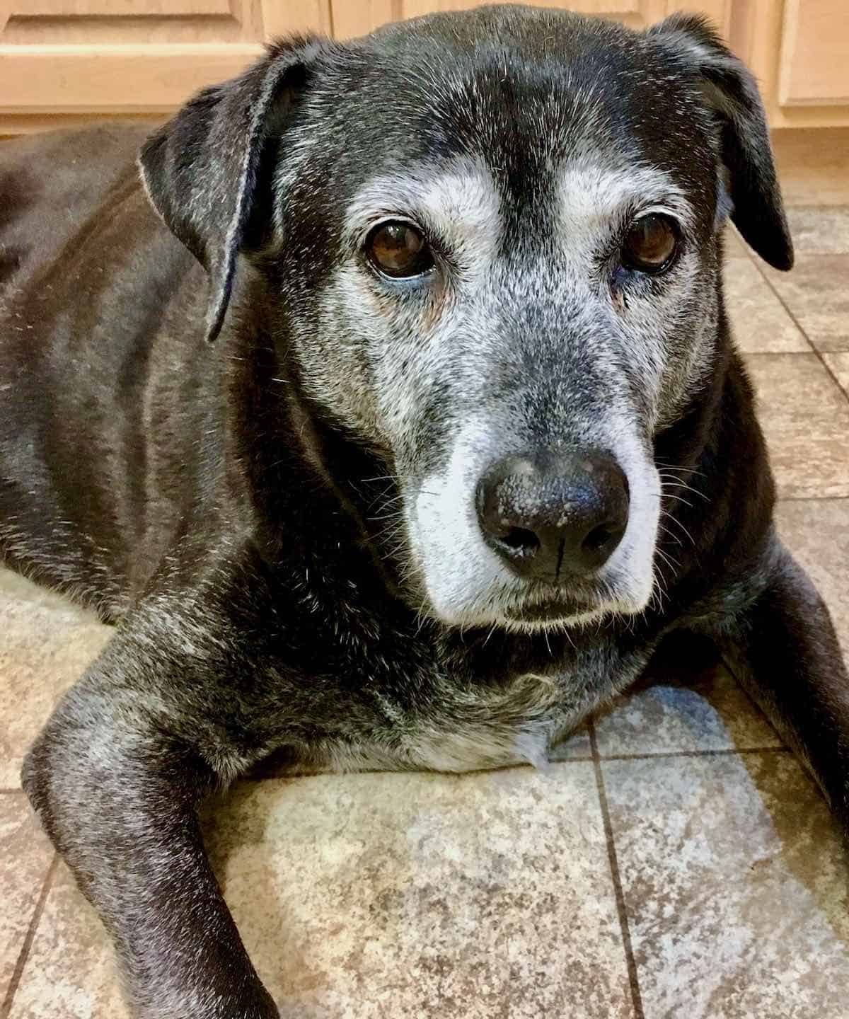 Older dog laying down.