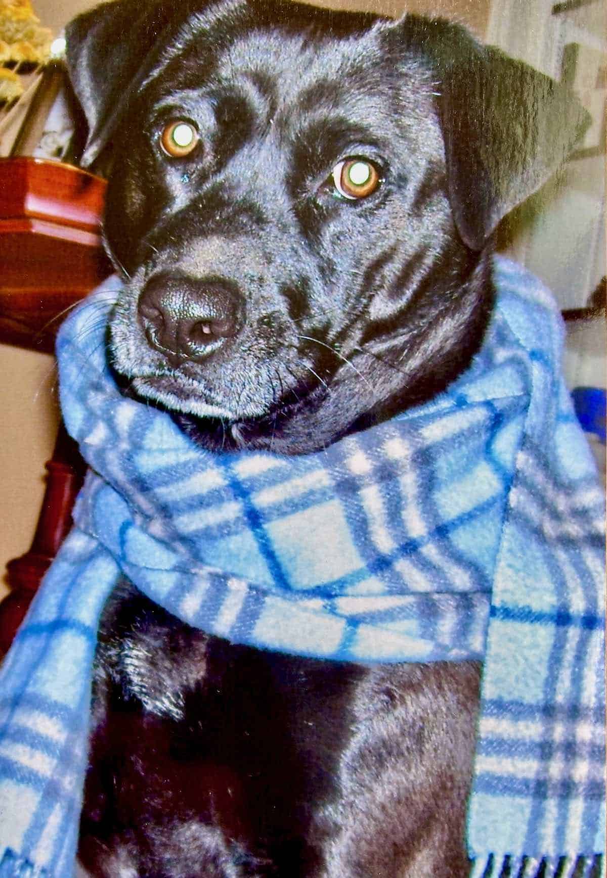 Older dog laying down wearing scarf.