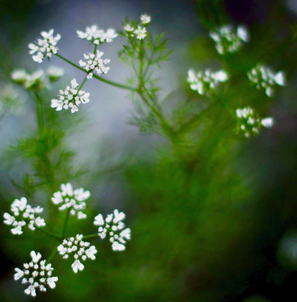 Garden dill.