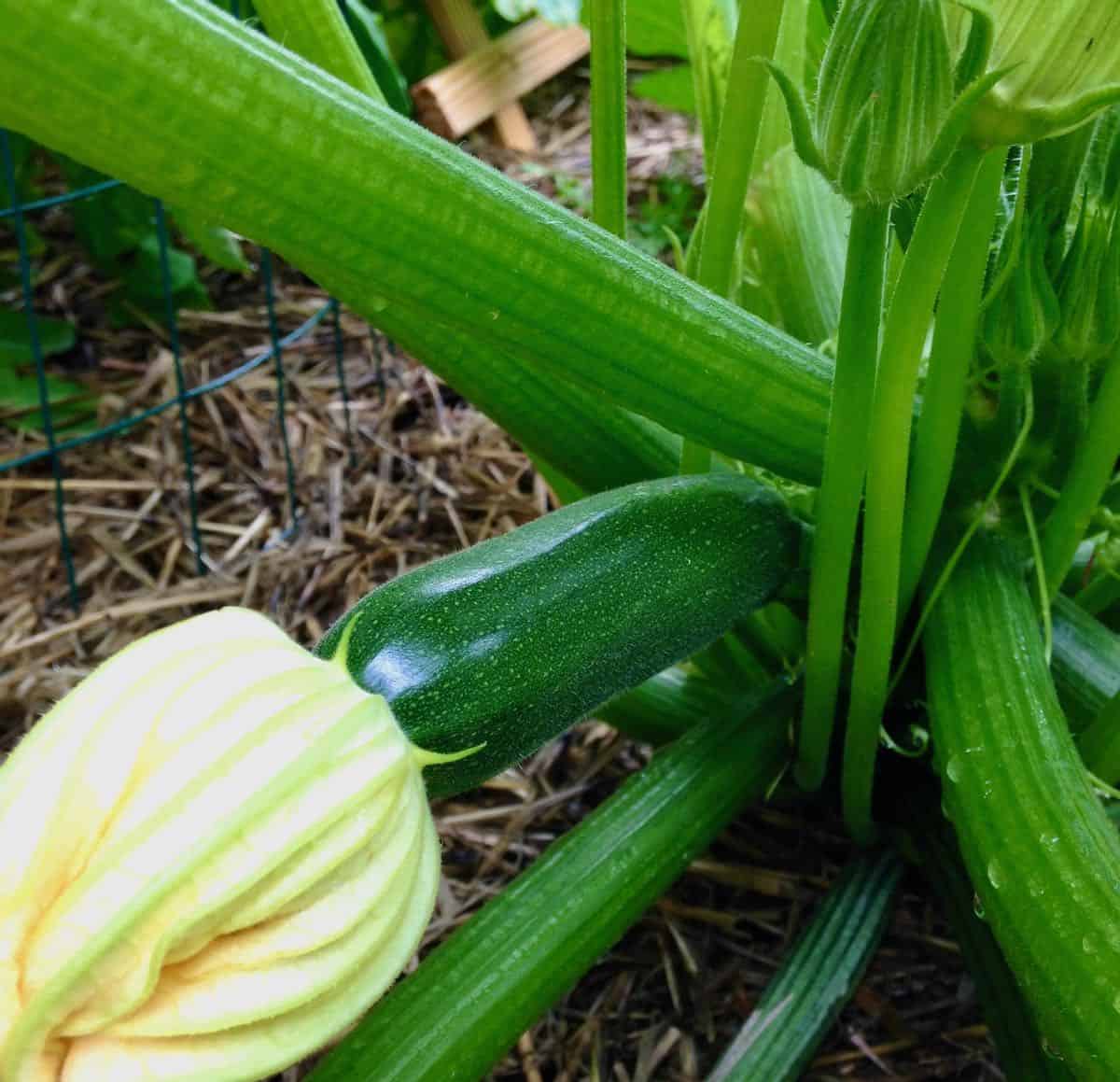 Zucchini growing in my garden.