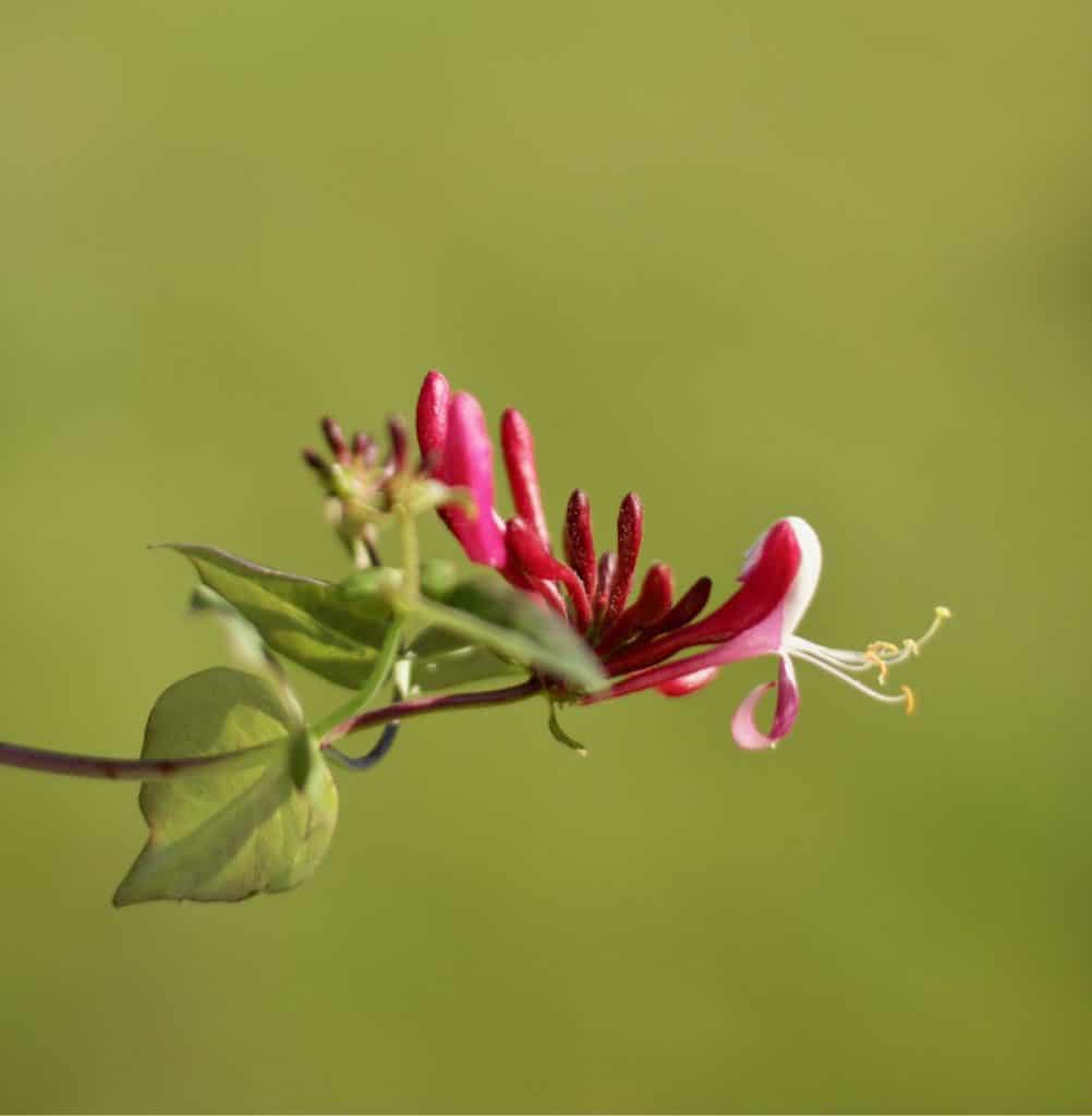 healing after loss with lovely flowers