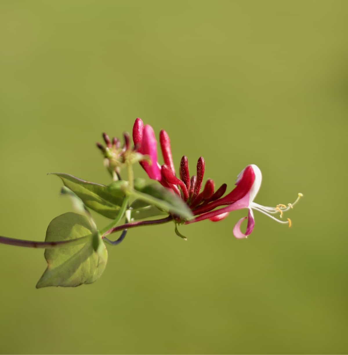 Healing after loss with lovely flowers.