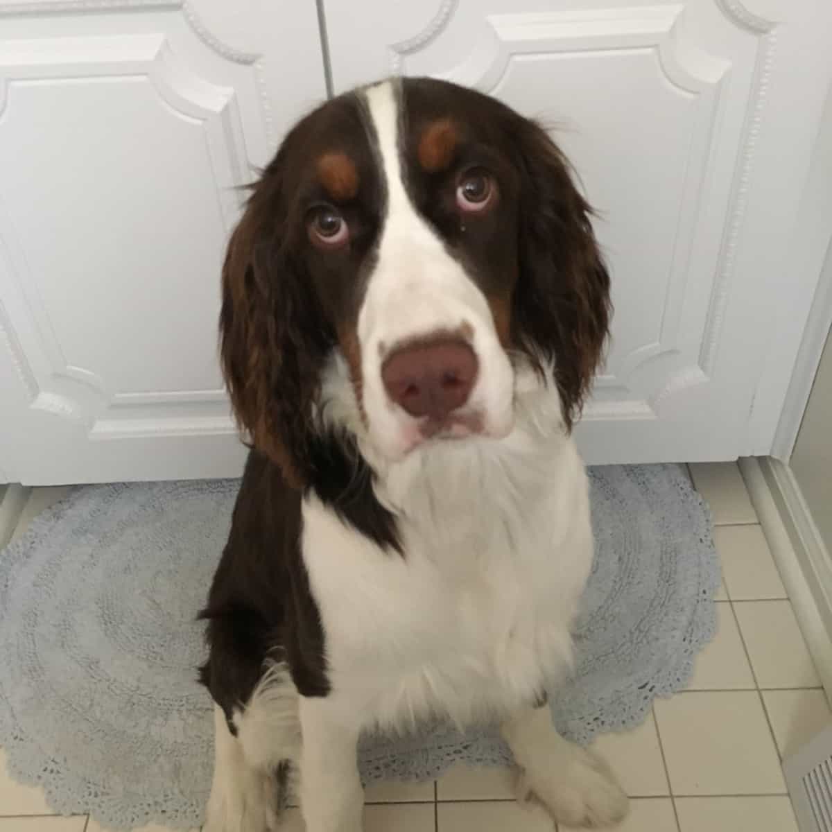 Dog.