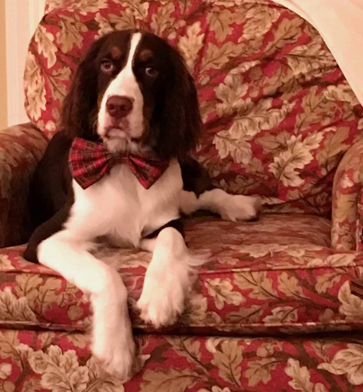 Dog in a bow tie.