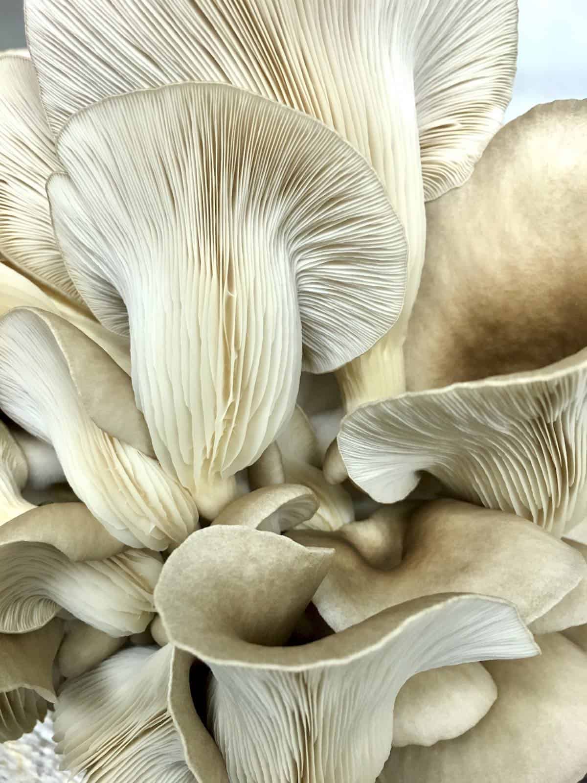 white KSQ oyster mushrooms