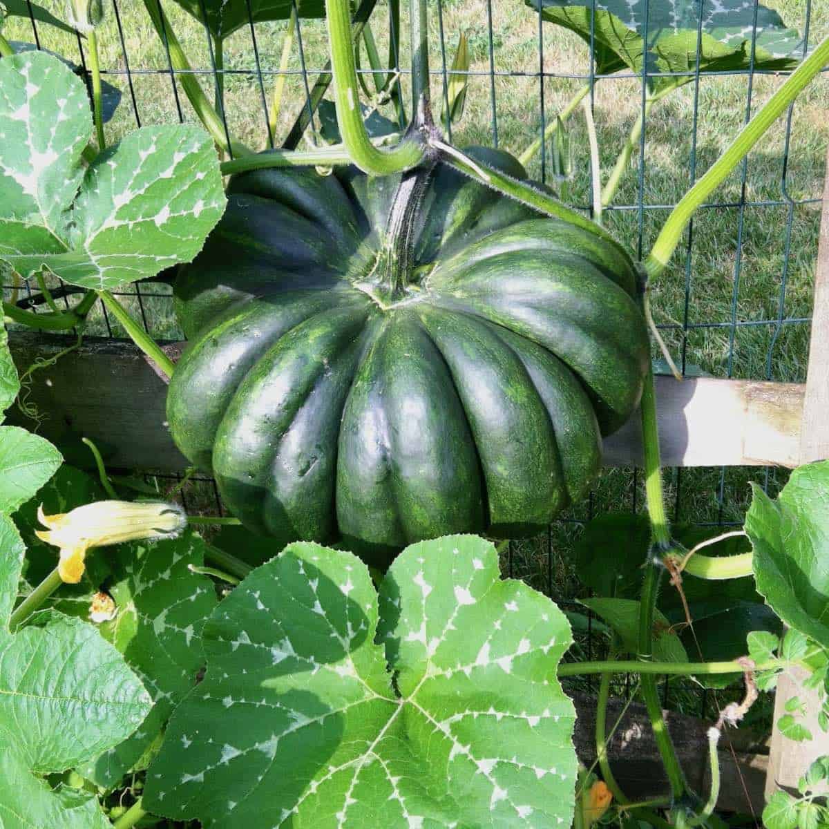 Cinderella pumpkin roasted could make Most Delicious Belgian Waffles.