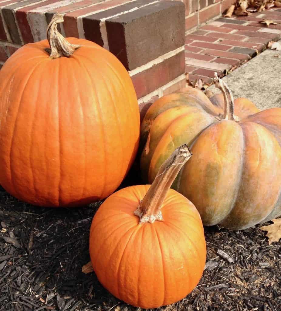 pumpkins in the yard for making a pumpkin harvest torte