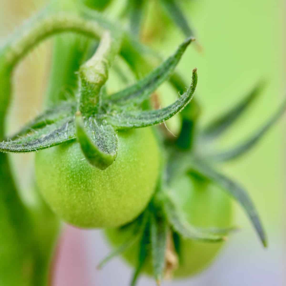 Green tomato on the vine.