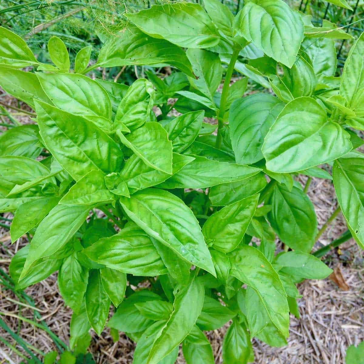 Genovese Basil: gotta love my garden