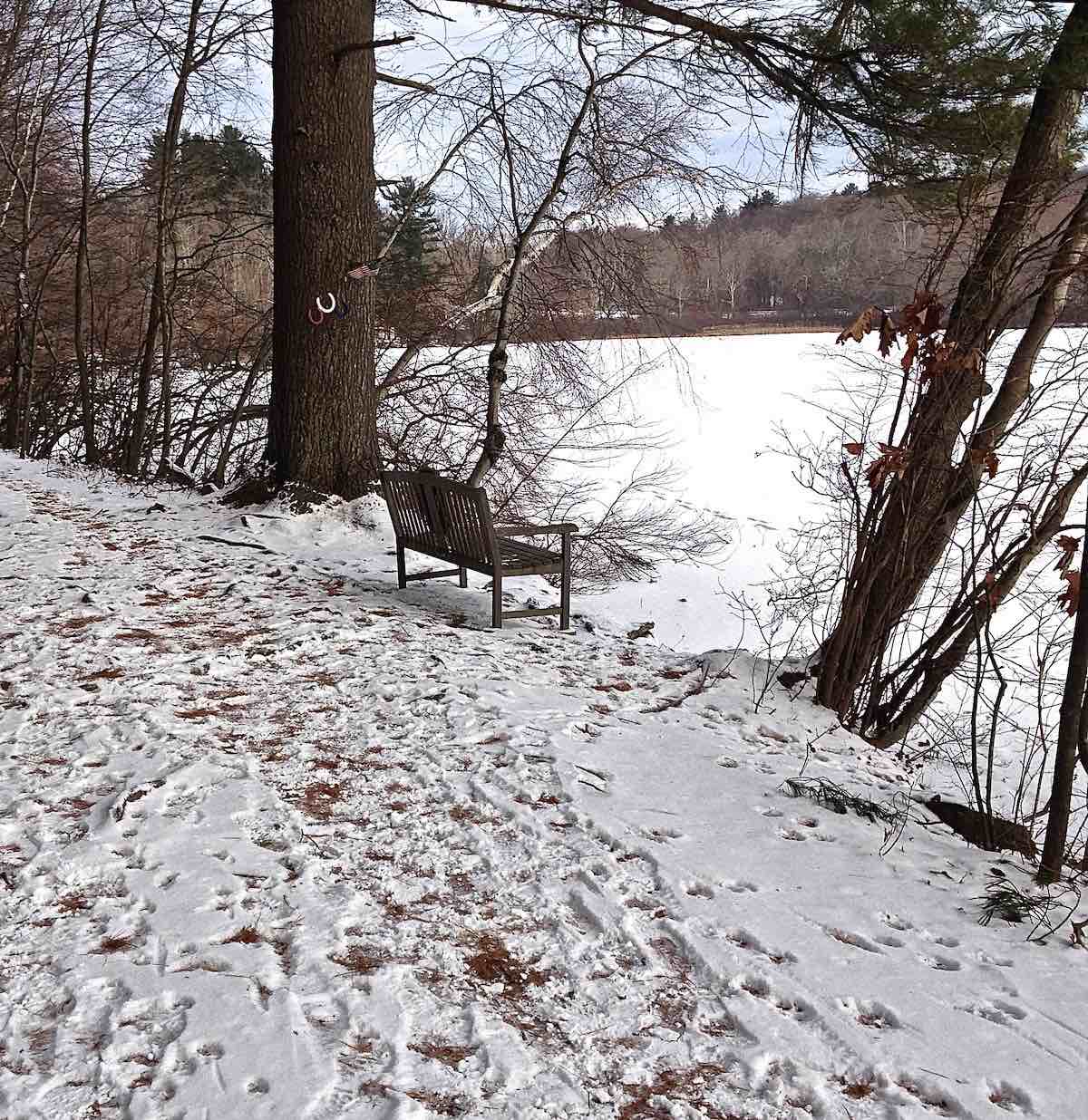 grateful for all these foot prints in the snow to Will's bench