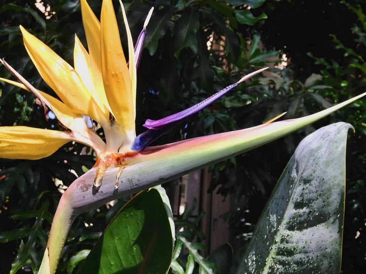 Even his favorite flower cries bird of paradise with tears.
