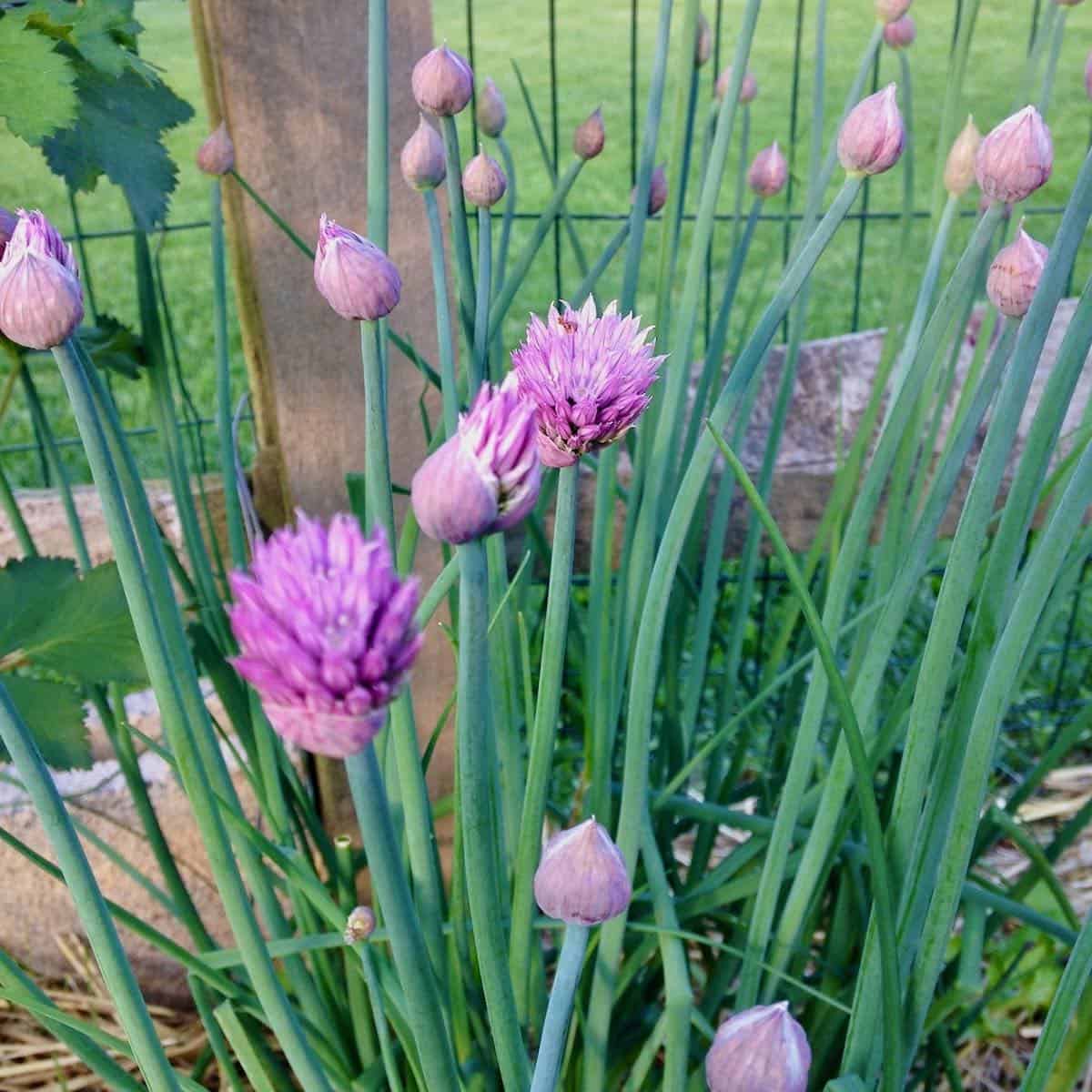 Fresh chives and flowers.