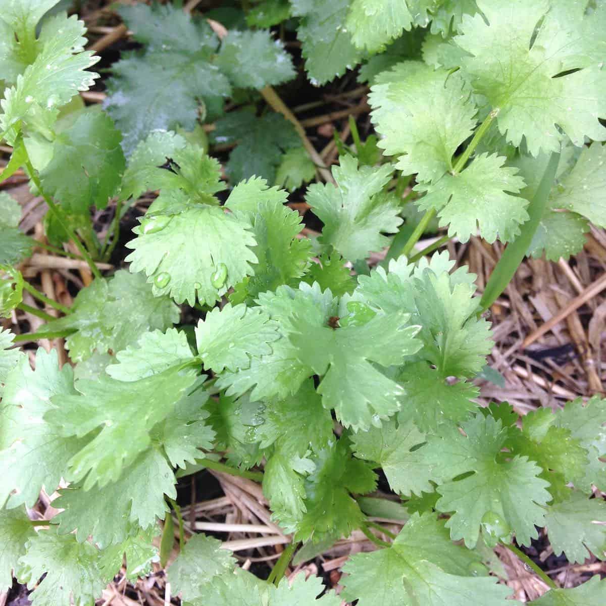 fresh from the garden ingredients cilantro