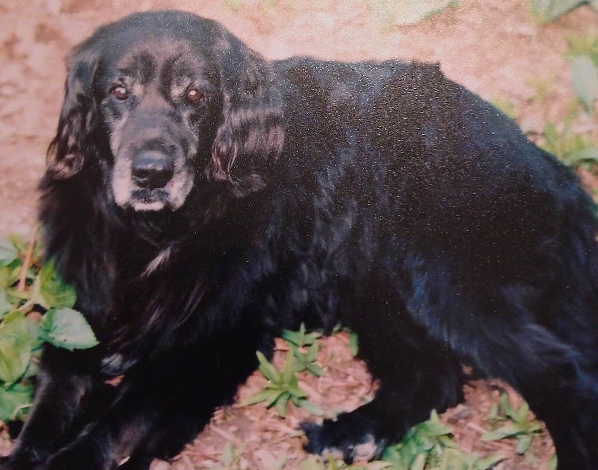 Our dog, Colleen, loved grain-free dog biscuits.