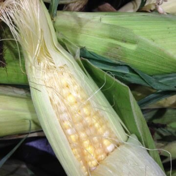 fresh corn on the cob