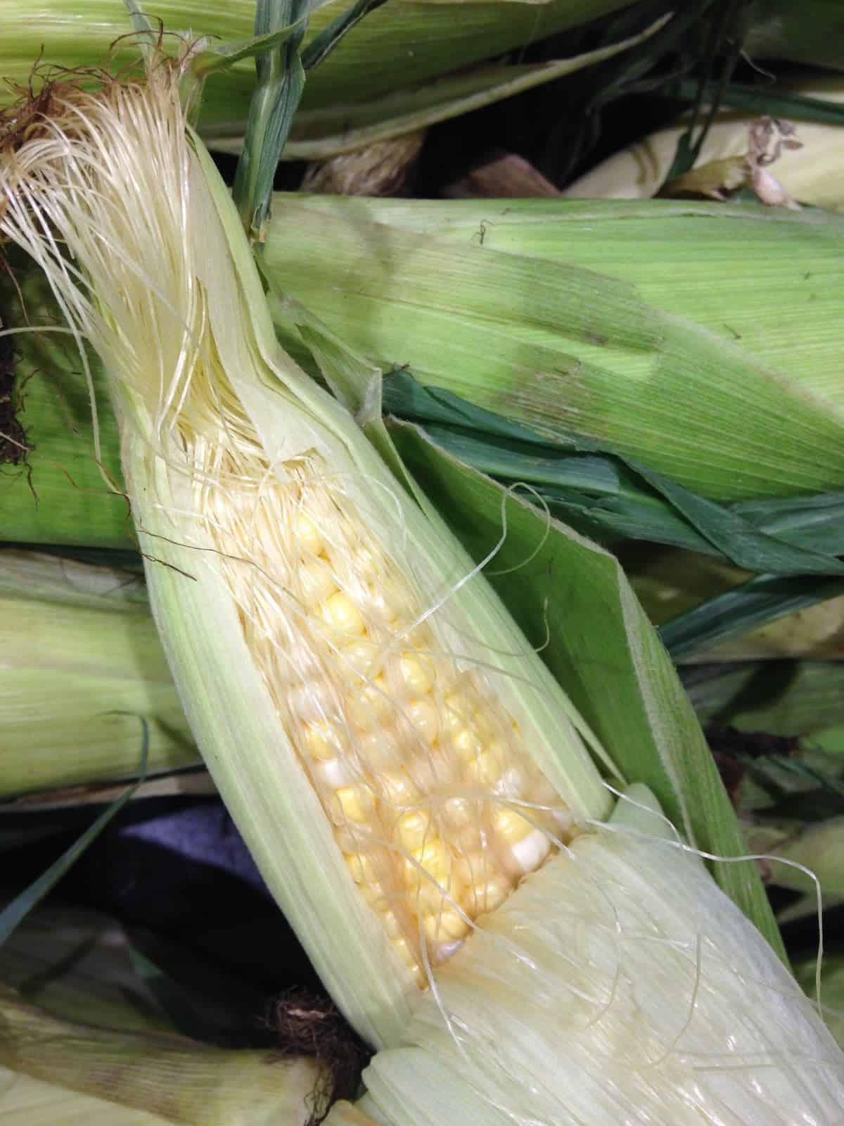 Freshest Corn Whoopie Pies starts with fresh corn on the cob