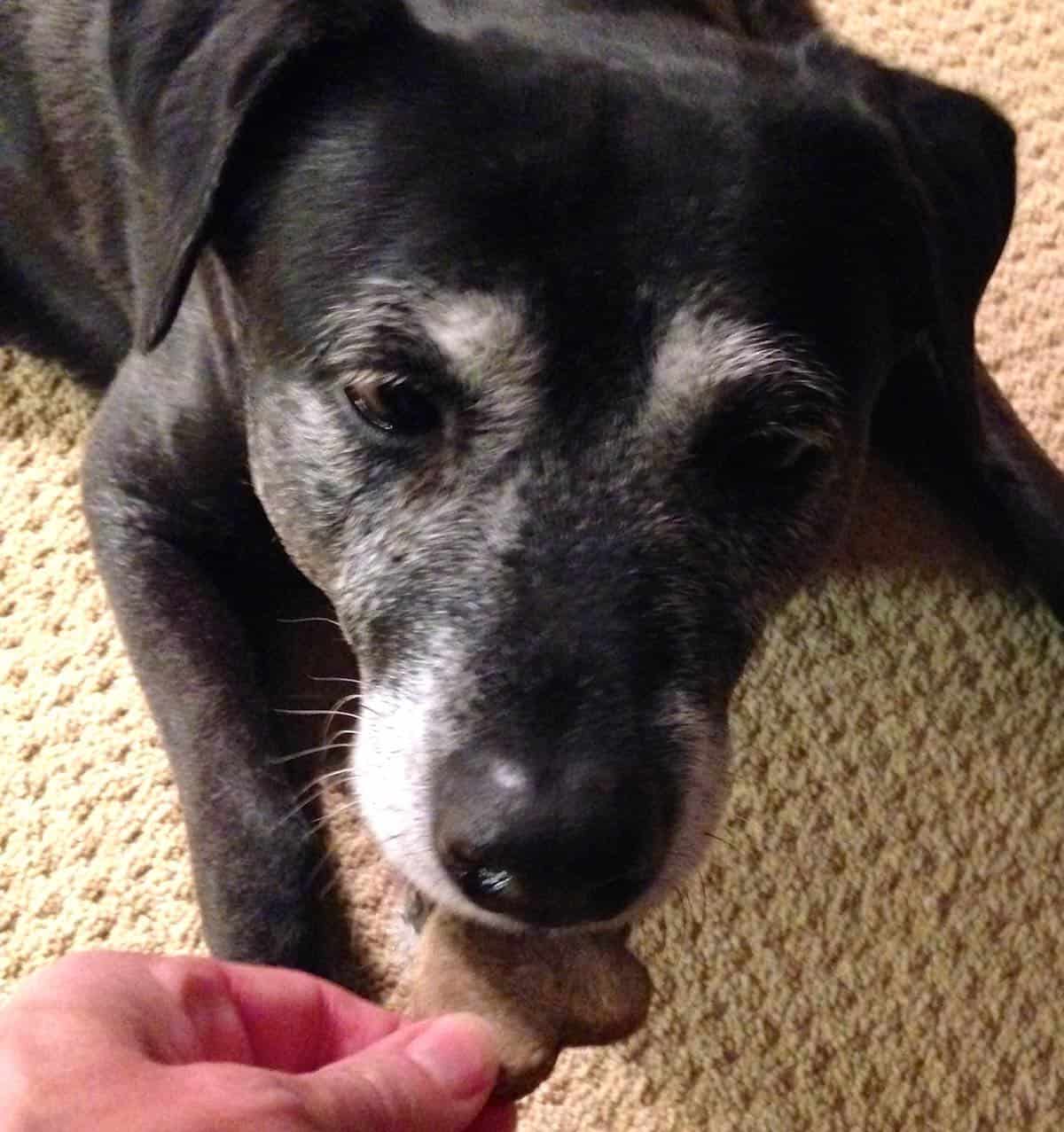 A gift of heart-shaped grain-free dog biscuits is a treat for my dog.