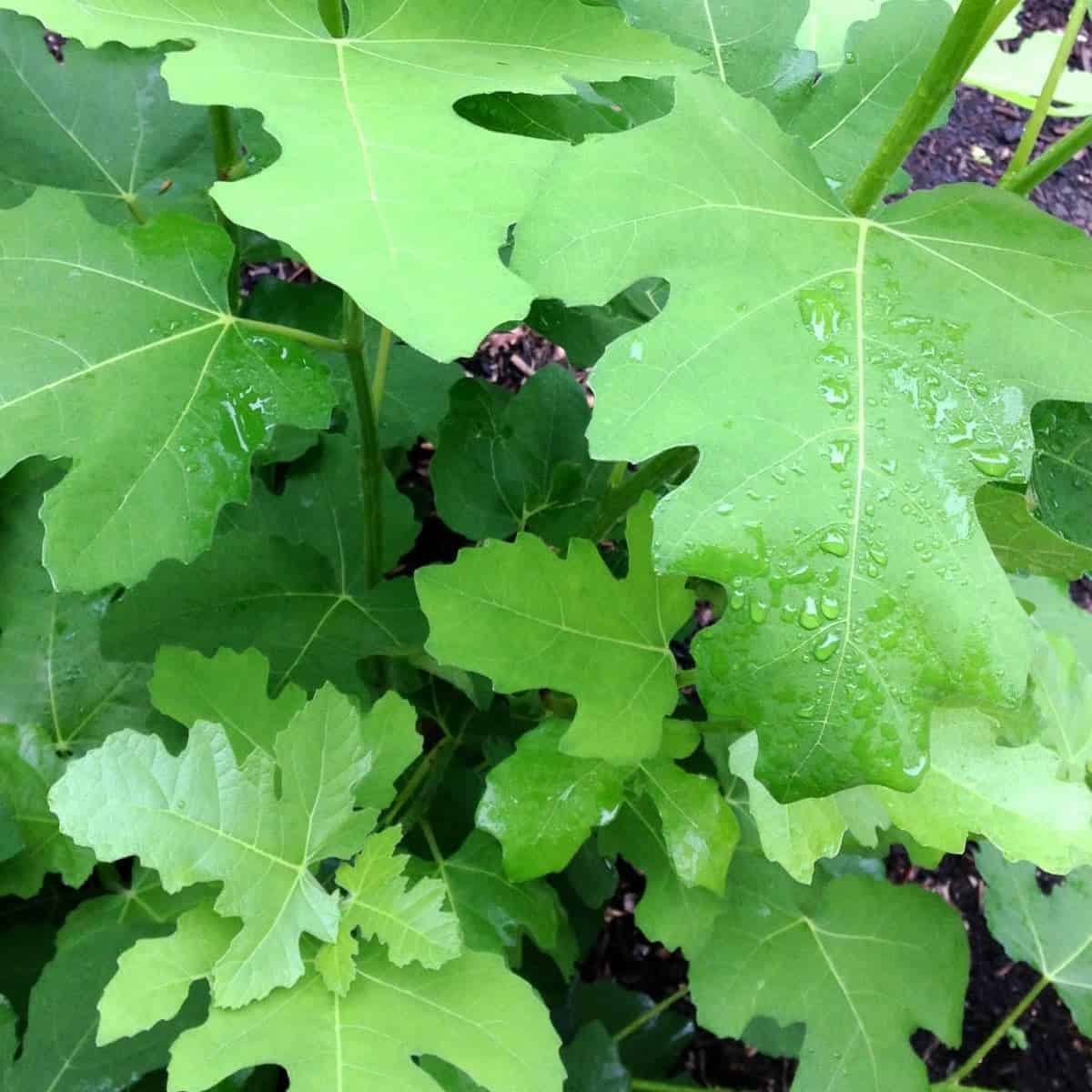 Fig tree after the rain.