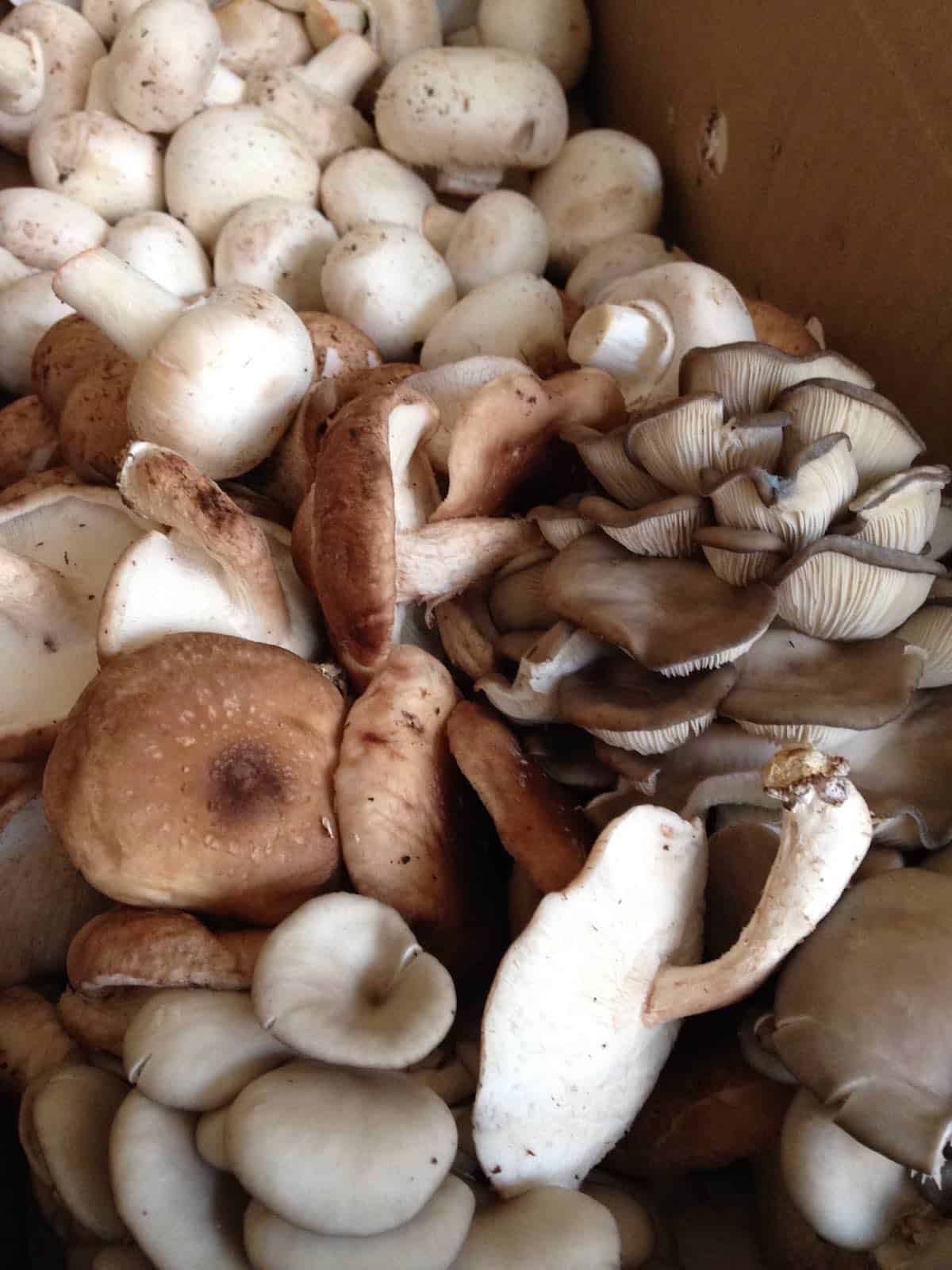 Mushrooms for happy wedding soup.