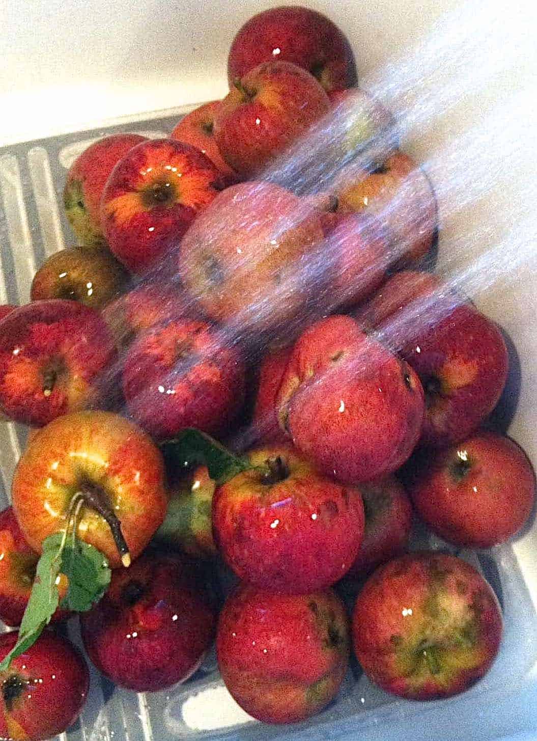 Pick your own heirloom apples getting a bath.