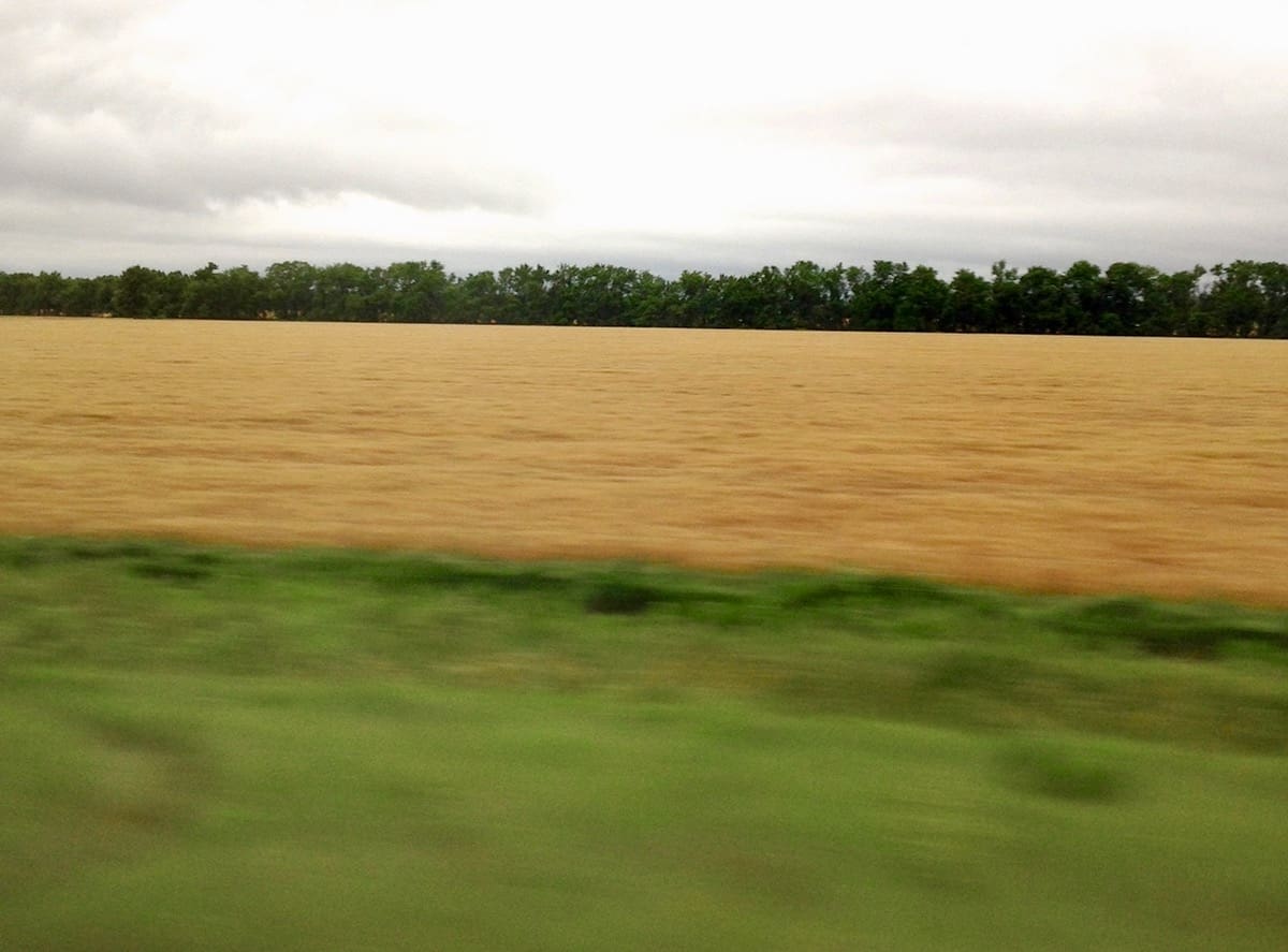 From Field to Fork a healthy wheat field.