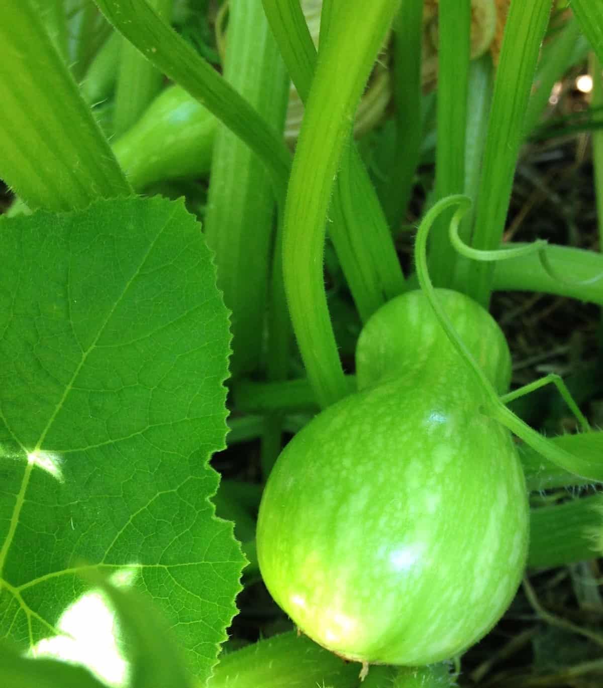 baby butternut squash..needs more time
