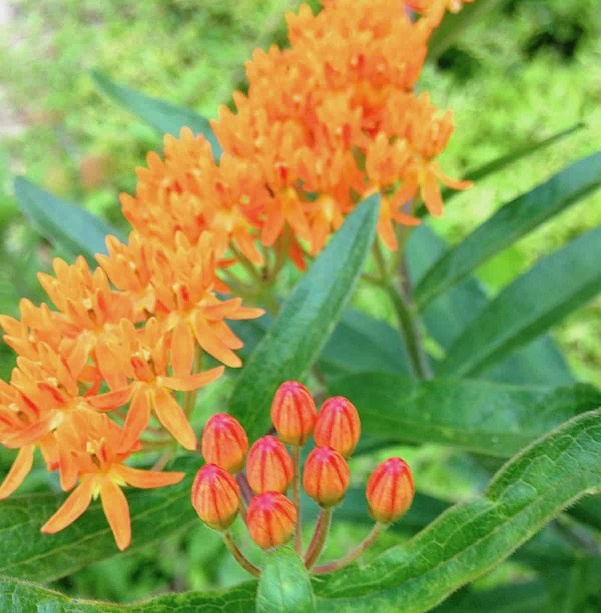 Garden therapy butterfly weed.