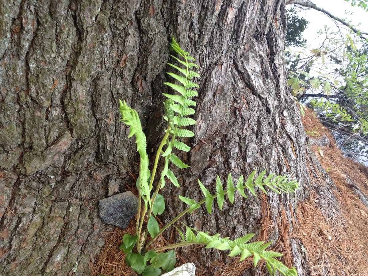 ferns at Will's bench