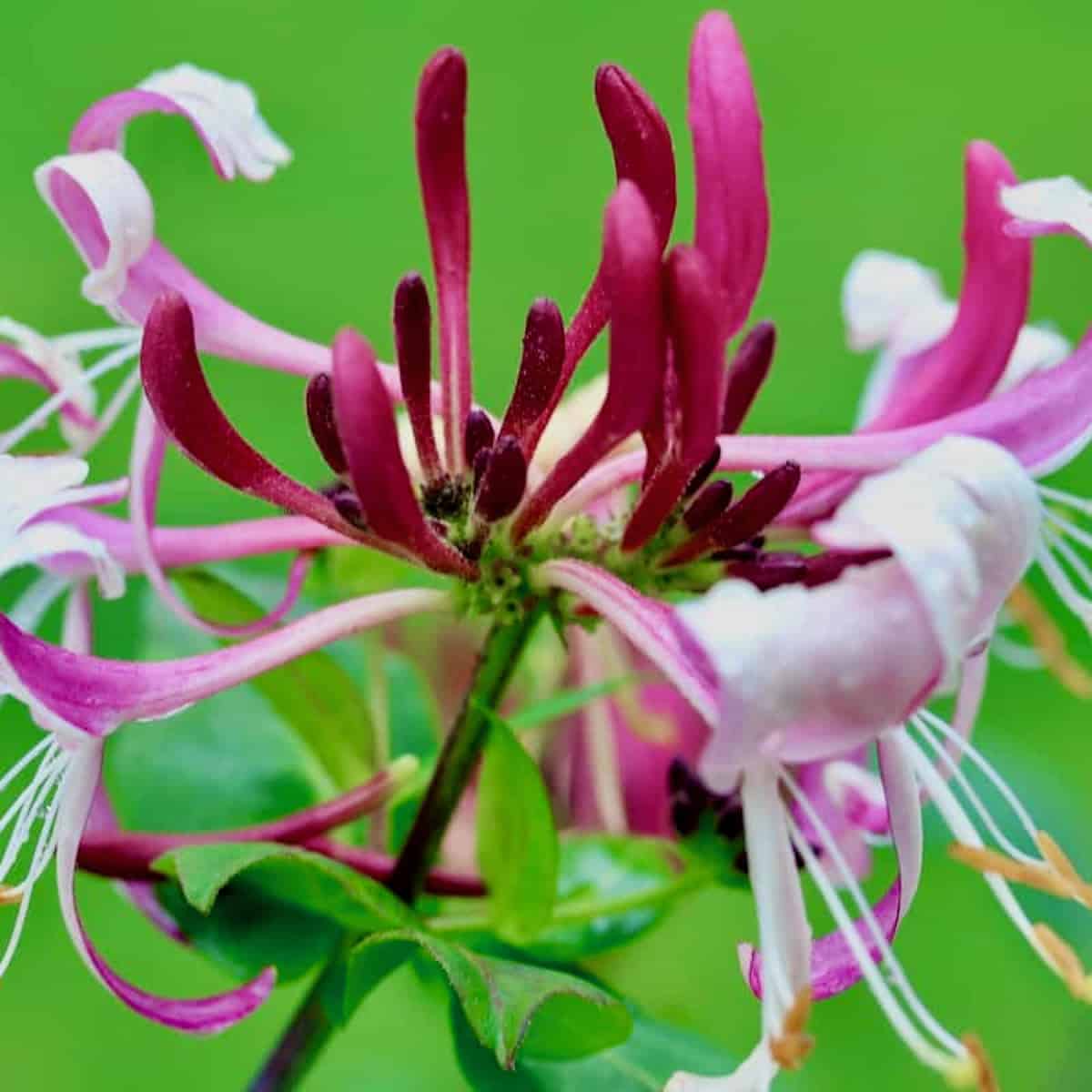 Lonicera (honeysuckle) Peaches and Cream are healing flowers for me.